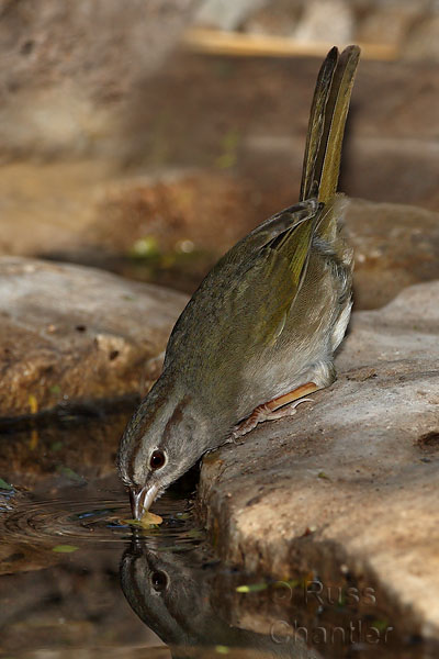 Olive Sparrow © Russ Chantler